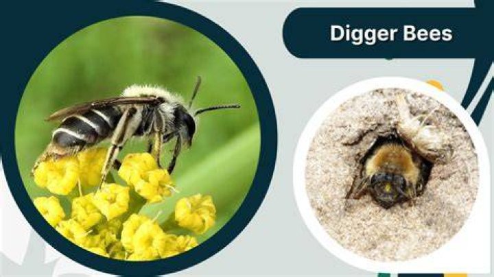 Are digger bees good?