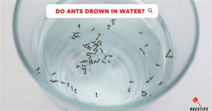 Can an ant drown?