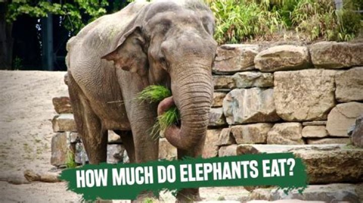 How does elephant taste like?