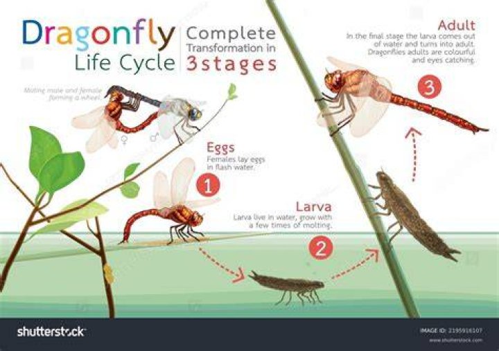 What does a dragonfly come from?