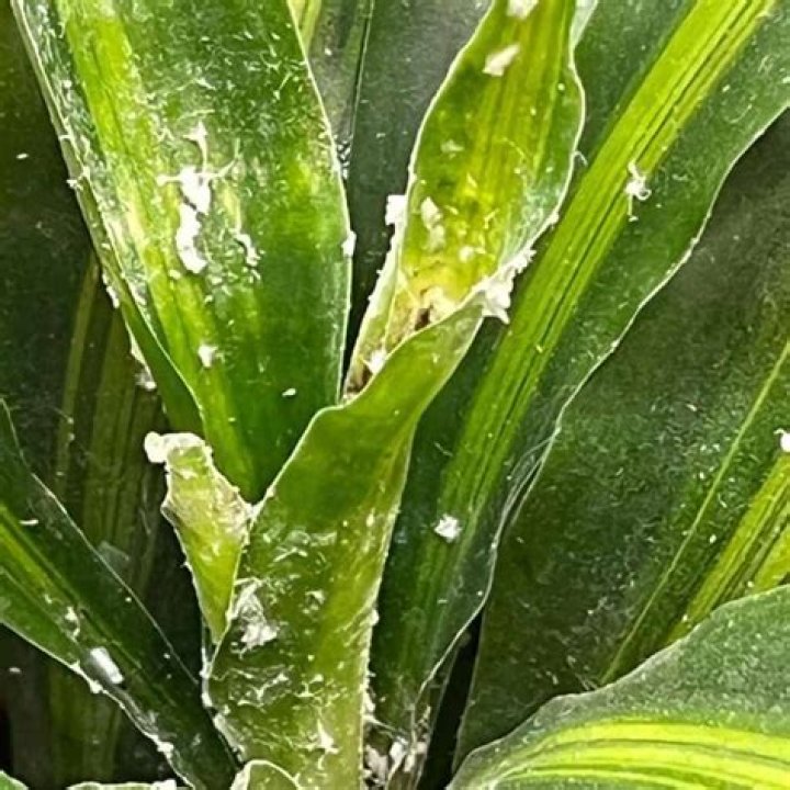 What is the white stuff sprayed on fields?