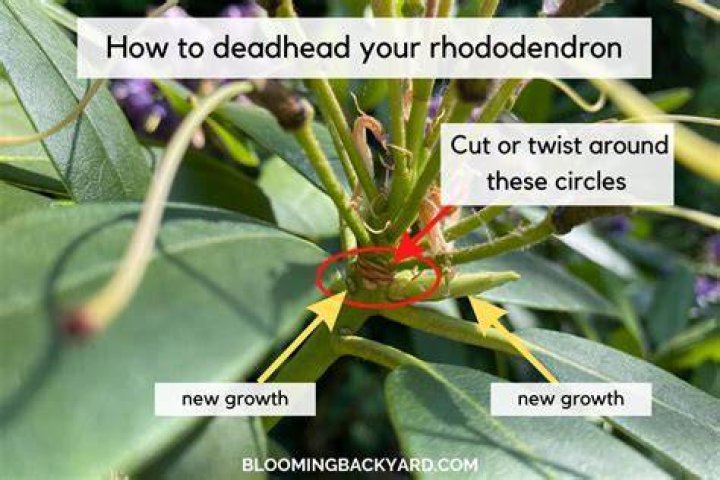Where do you cut when deadheading?